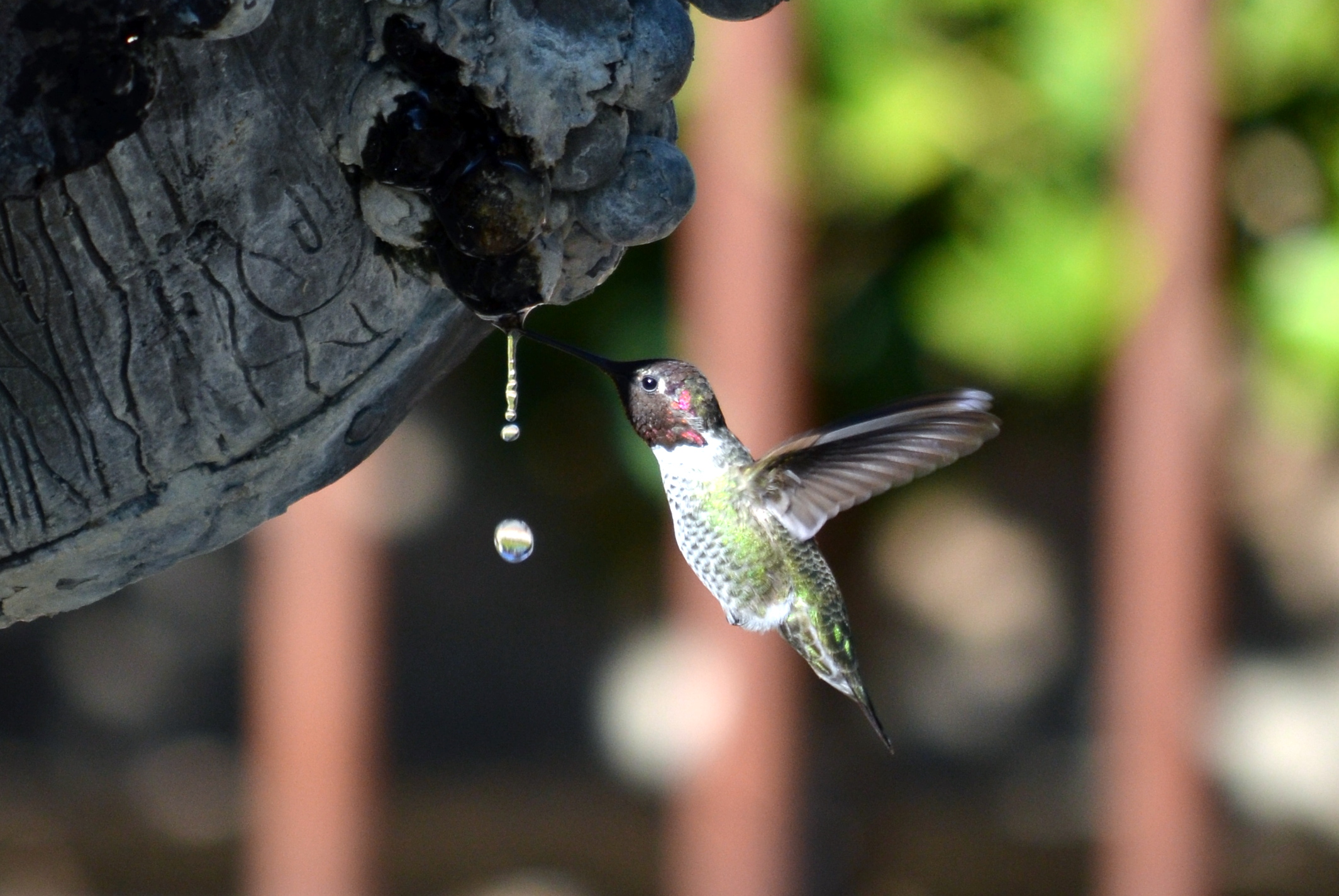 humming bird drinking a drop of water