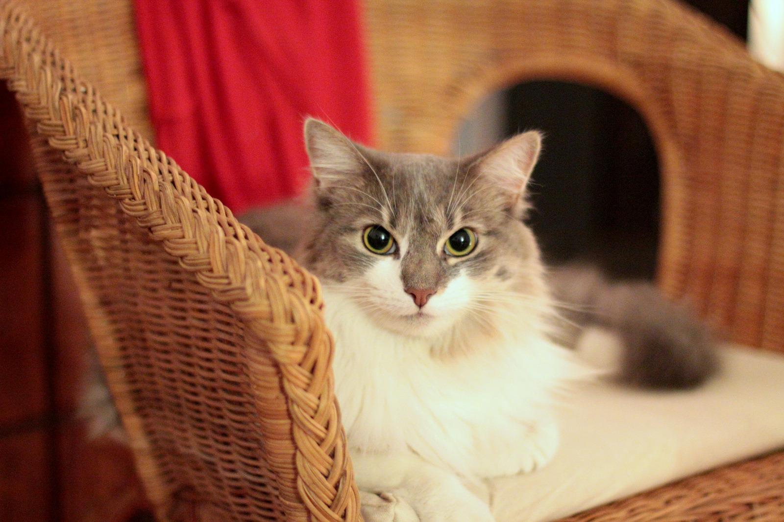 long haired grey and white cat sitting on chair looking directly at camera