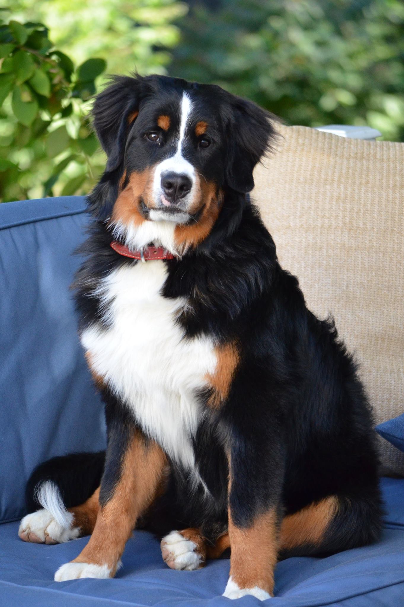 bernese mountain dog