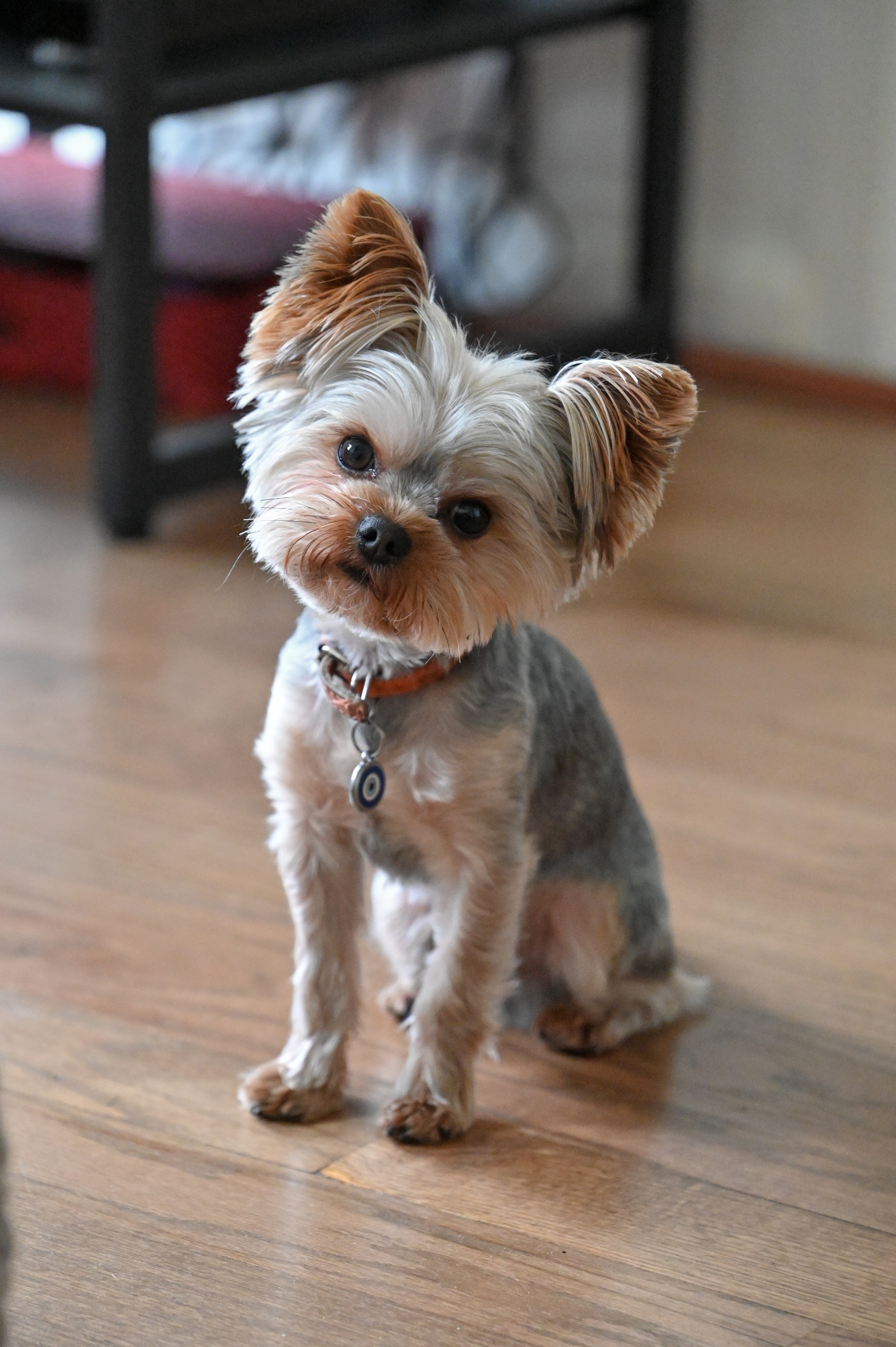 petite yorkshire terrier